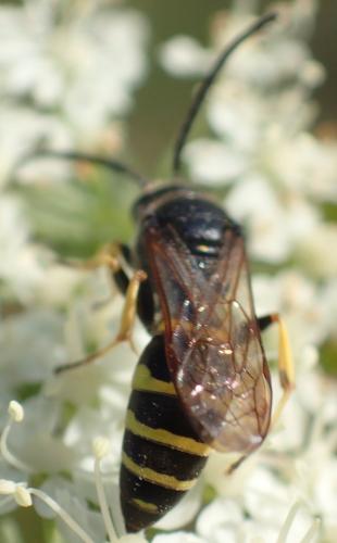Réf. 222 685 : Argogorytes fargeii
